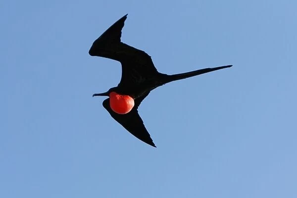 Male great frigate bird (Fregata minor) in flight showing expanded gular pouch near nesting and breeding site on North Seymour Island in the Galapagos Island Group, Ecuador. Pacific Ocean
