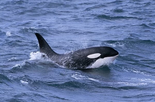 Male Killer whale (Orcinus orca) surfacing, with eye clear of the water, west of Snaefellsness Peninsular, Iceland