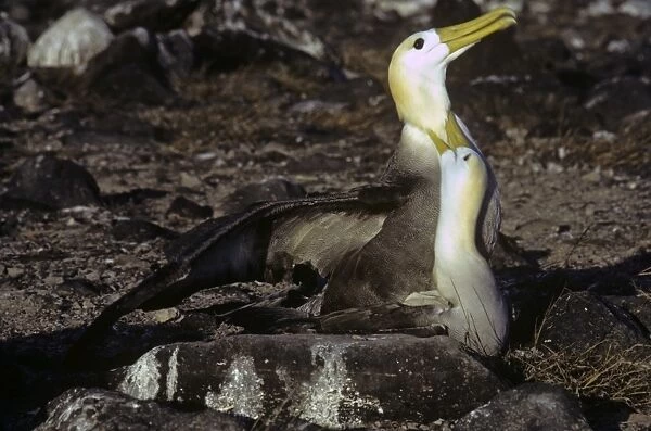 Mating albatross, female biting neck. Galapagos. (Diomedea irrorata). Punta Suarez, Espa ola Island, Galapagos