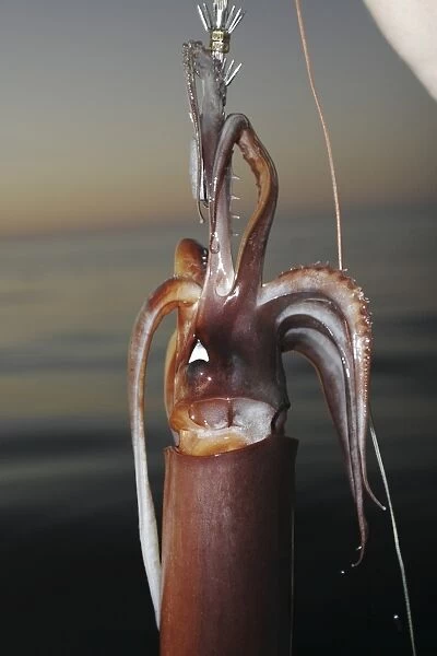 A Mexican fisherman holds up a Jumbo Squid (Dosidicus gigas - also called the Humbolt squid) hand caught at night off the Baja Peninsula, in Santa Rosalia, Baja, Mexico. This fishery catches 100 metric tons of squid on average each night