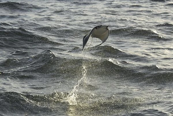 Mobula ray (Mobula japonica). Mobula ray leaping. Gulf of California