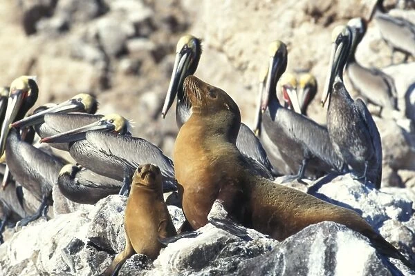 Mother and pup California Sea Lion (Zalophus californianus) hauled out among Brown Pelicans (Pelecanus occidentalis) on Isla San Pedro Martir in the Gulf of California (Sea of Cortez), Mexico