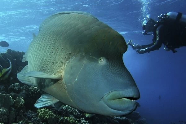 Napoleon Wrasse (cheilinus undulatus). An inquisitive Napoleon Wrasse comes in for his close up Brother Islands, Red
