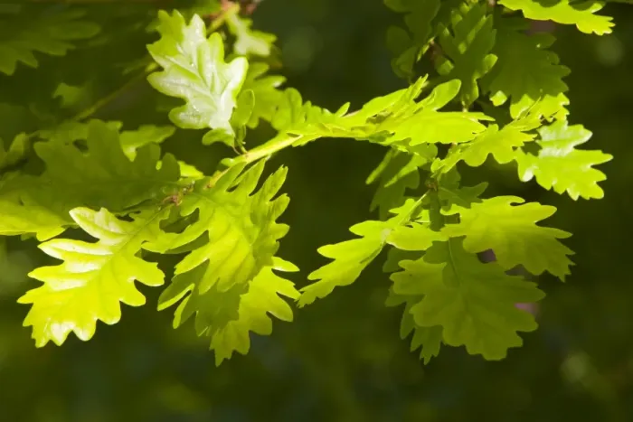 Framed Print : Oak Leaves in Spring Print Framed Print : Oak Leaves in Spring Print