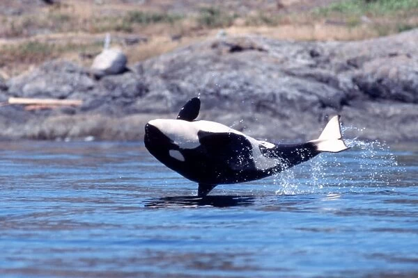 Orca (calf) breaching off San Juan Island. San Juan Islands, Washington (Restricted Resolution - pls contact