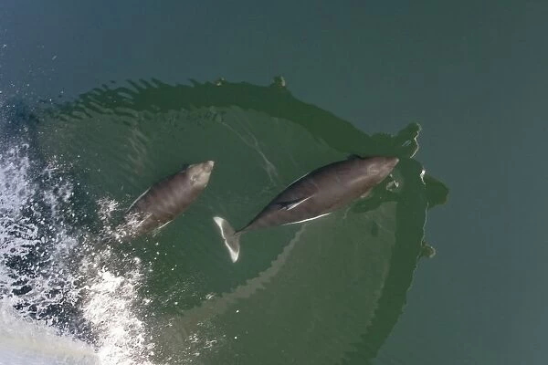 A pair of Dalls porpoise (Phocoenoides dalli) bow riding in Chatham Strait off Baranof Island in Southeast Alaska, USA. Pacific Ocean. The water is flat calm and the reflection of the boat and sky are visible in the