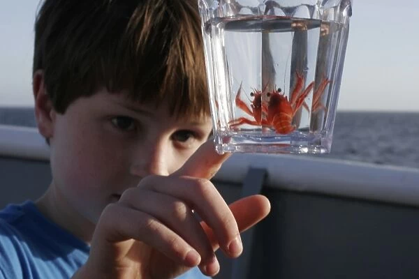 Pelagic crab (Pleuroncodes planipes) caught in glass with curious boy off the Baja Peninsula, Mexico. This crab is often called the red tuna crab
