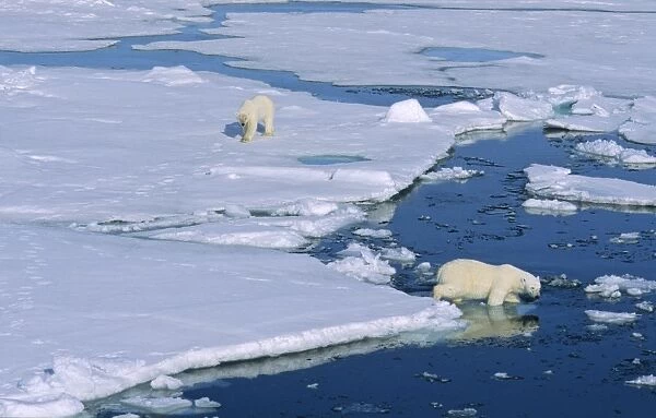 A Polar Bear (Ursus maritimus) gets followed by another bear. Northwest of Nordaustlandet, Svalbard Archipelago, High Norwegian