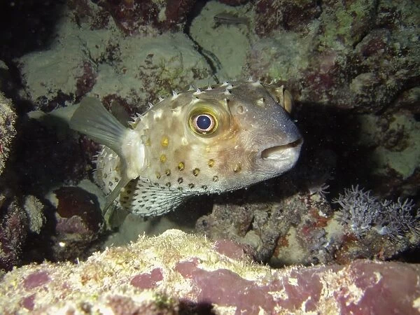Porcupinefish (Diodon hystrix). Na ama Bay, Sharm El Sheikh, South Sinai, Red Sea, Egypt
