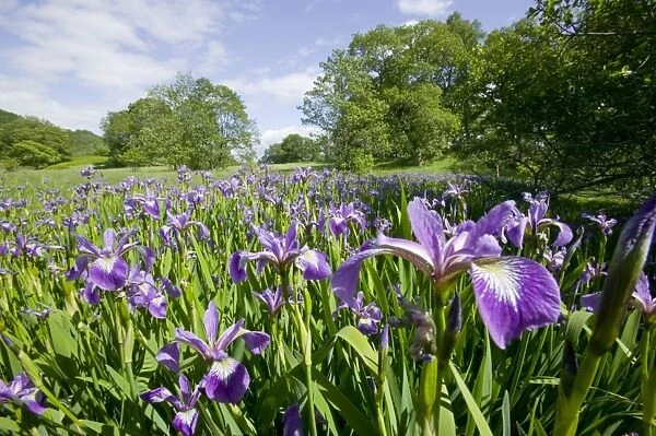 Purple Iris in the Trossachs Scotland