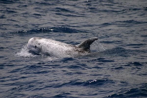 Rissos dolphin surfacing (Grampus griseus) Azores, Atlantic Ocean (RR)