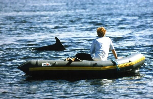 Rower watching friendly bottlenose dolphin. Hebrides, Scotland