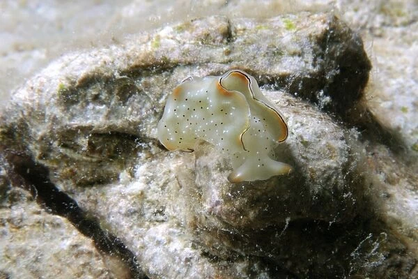 Sap-sucking sea slug, Elysia ornata, Malapascua, Cebu, Philippines (rr)