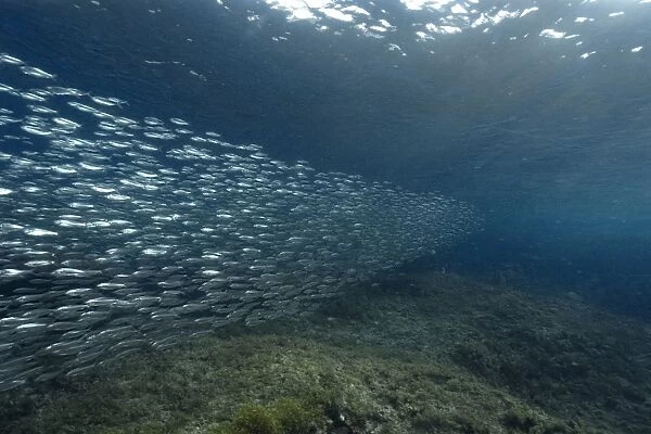 Sardines, Harengula sp. schooling near the surface, Fernando de Noronha, Brazil, South Atlantic (rr)