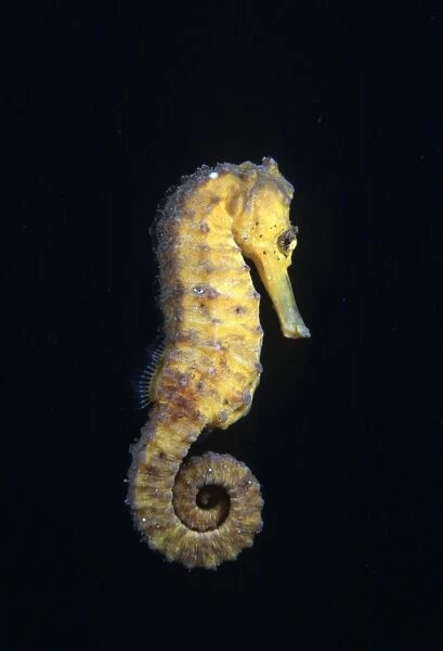 Seahorse (Hippcampus sp. ). Indo Pacific