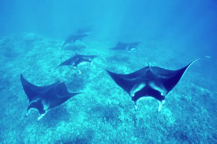 Framed Print : Pacific Manta Rays over Reef Print Framed Print : Pacific Manta Rays over Reef Print