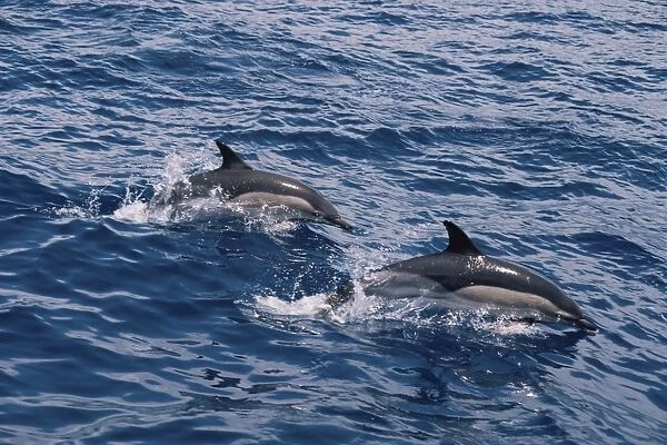 Short-beaked Common Dolphin (Delphinus delphis). Azores