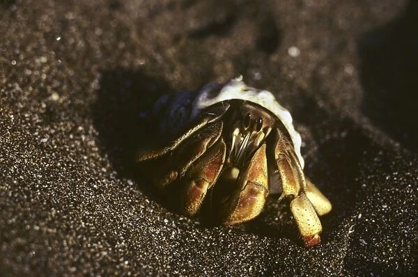 Single land hermit crab on beach. (Coenobita compressus). Puerto Egas, Santiago Island, Galapagos, Ecuador