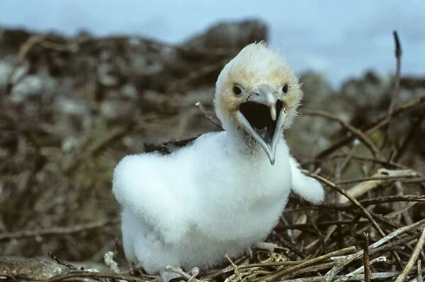 Small fluffy great frigatebird young calling out. (Fregata minor). Tower Island, Galapagos, Ecuador