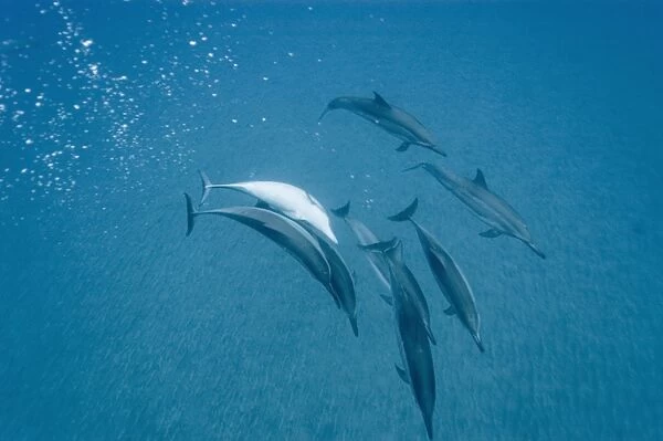 Social group of spinner dolphins (Stenella longirostris). Big Island, Hawaii, USA (RR)