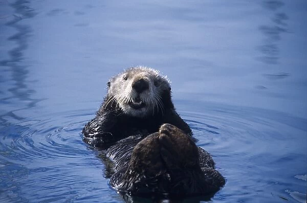 southern sea otter, enhydra lutris nereis, resting, note limbs are kept uot of water and crossed to keep warm, monterey, california, usa, pacific ocean, national marine sanctuary, endangered species