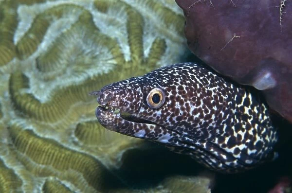 Spotted Moray Eel. (Gymnothorax sp) Tobago