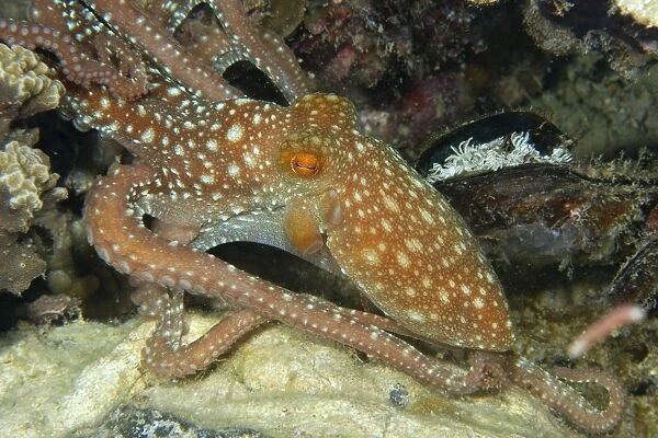 Starry night octopus, Octopus luteus, foraging on coral reef at night, Malapascua, Cebu, Philippines, Visayan Sea