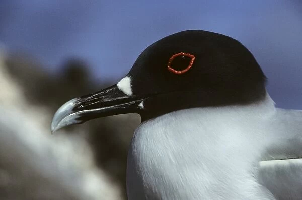 Swallow-tailed gull head. Galapagos. (Creagrus furcatus). Genovesa Island, Galapagos, Ecuador