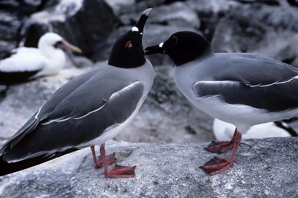 Swallow-tailed gulls. (Creagrus furcatus). Pair with one preening the neck of the other. Punta Suarez, Espa ola Island, Galapagos