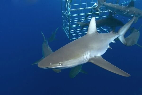 Thrill seekers experience cage diving with Galapagos sharks, Carcharhinus galapagensis, North shore, Oahu, Hawaii, USA (RR)