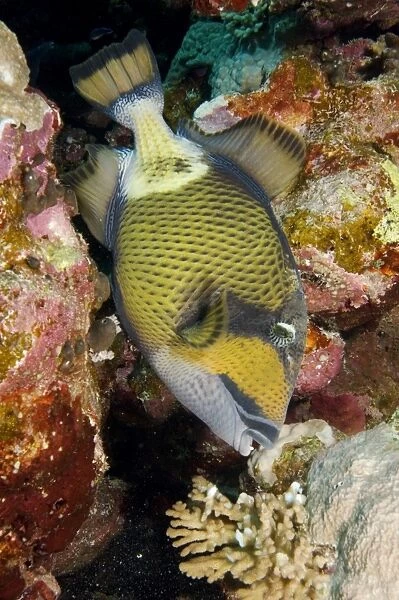 Titan triggerfish (Balistoides viridescens) close up biting coral, Egyptian Red Sea 4-12-06