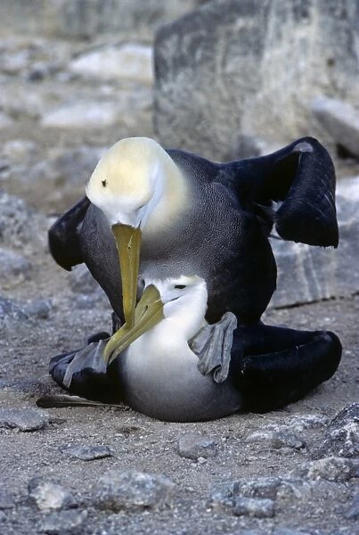 Waved albatrosses. (Diomedea inornata). Pair mating. Punta Suarez, Espa ola Island, Galapagos, Ecuador