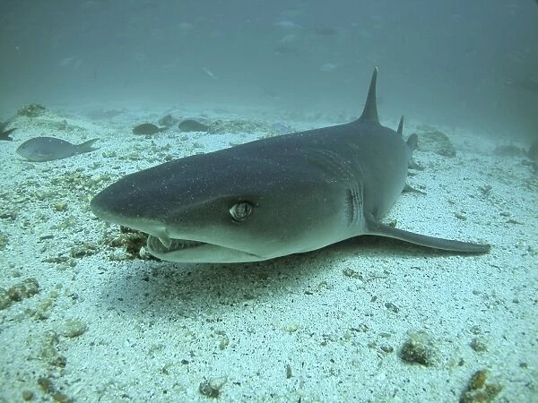 Whitetip reef shark face on. Galapagos. (RR)