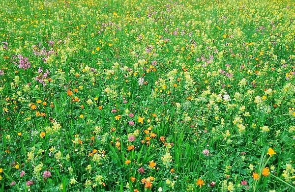 Wildflowers in Austria