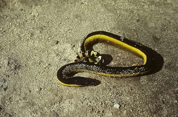 Yellow-bellied sea snake stranded on beach. Galapagos. (Pelamus platurus). Mosquera Island, Galapagos
