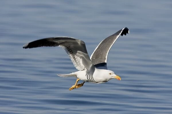 Yellow-footed Gull (Larus livens) in the Gulf of California (Sea of Cortez), Mexico. This species is enedemic to only the Gulf of