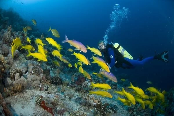 Yellow-saddle Goatfish (Parupeneus cyclostomus), large school of yellow fish swimming over tropical coral reef and Scuba Diver, Red Sea