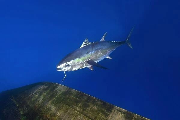 Yellowfin tuna, Thunnus albacares, offshore commercial longline tuna fishing, Brazil, Atlantic Ocean