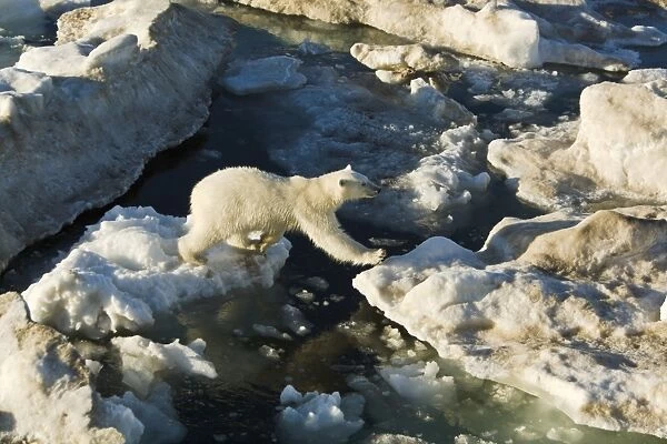 Young female polar bear (Ursus maritimus) jumping from floe to floe on multi-year ice floes in the Barents Sea off the eastern coast of Edge ya (Edge Island) in the Svalbard Archipelago