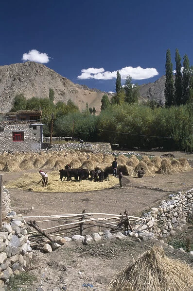 10007365. INDIA Ladakh Leh Farmhouse and yard with people tending to cattle