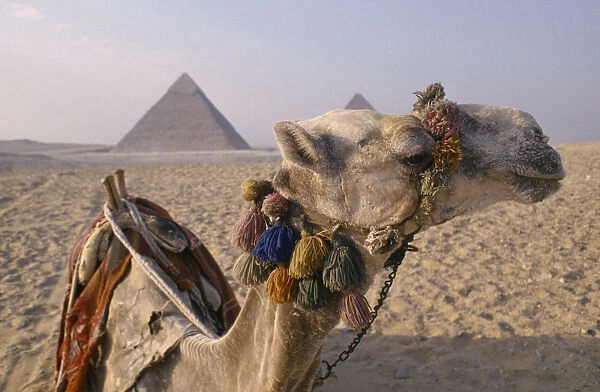 10049963. EGYPT Cairo Area Giza The Pyramids. Camel In Foreground