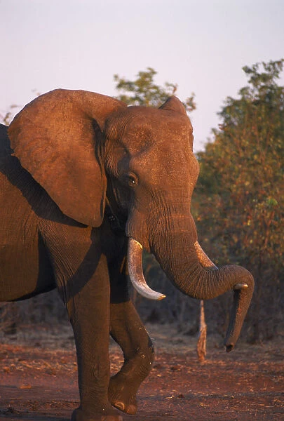10094909. ZIMBABWE Matusadona National Park African Elephant with tusk drooped over tusk