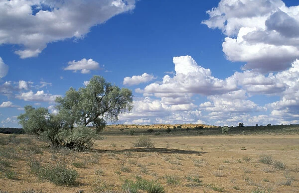 10095584. SOUTH AFRICA Kalahari Gemsbok National Park Audb River Valley open plains