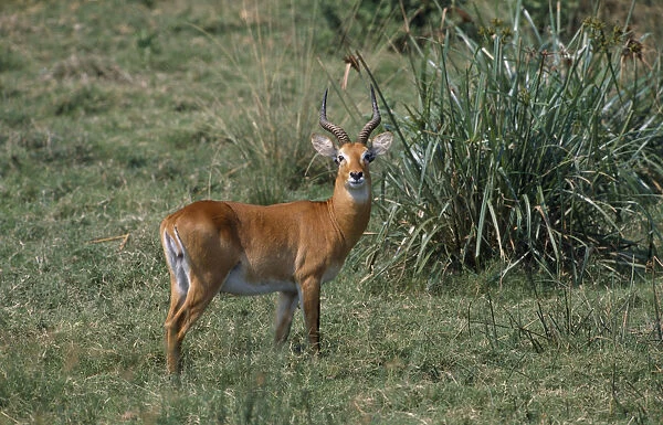 20016590. UGANDA Animals Queen Elizabeth National Park