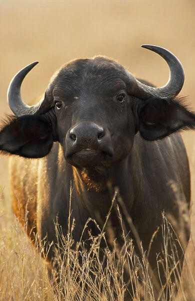 20018961. KENYA Masai Mara African Buffalo or Syncerus Catter