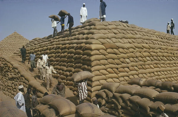 20031243. NIGERIA Kano Men stacking sacks of groundnuts to create a large pyramid
