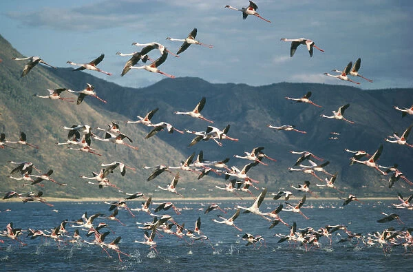 20034722. KENYA Lake Bogoria Mass of Flamingoes in flight over the water