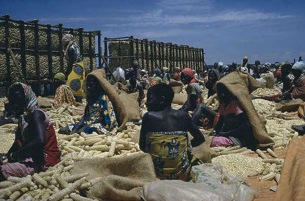 20039468. TANZANIA Farming Women workers sorting maize