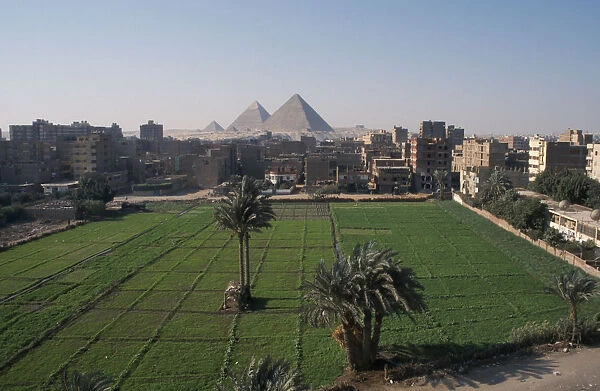 20047495. EGYPT Cairo Urban agriculture and view toward pyramids