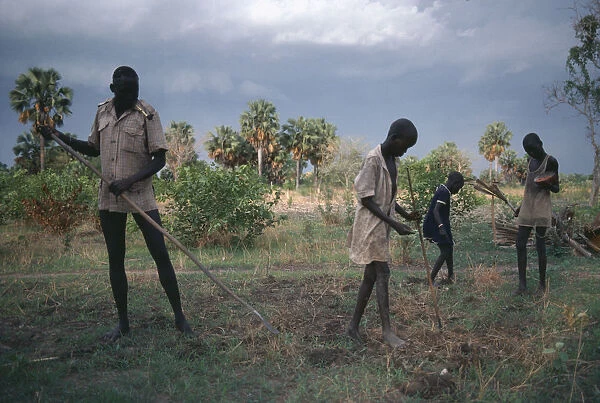 20050074. SUDAN Farming Dinka villagers planting groundnuts using primitive tools